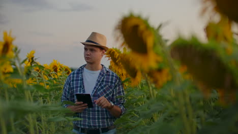 A-farmer-among-tall-sunflowers-writes-down-their-features-on-his-iPad.-He-is-preparing-a-scientific-work-in-biology.